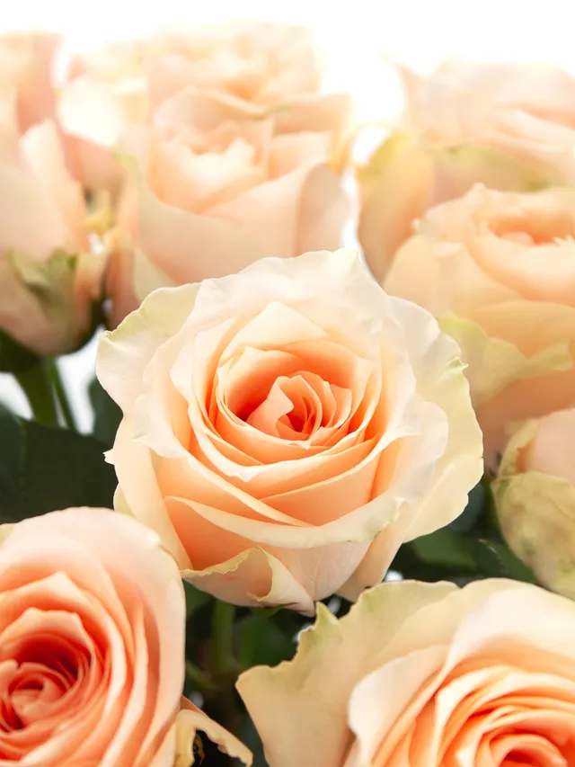 blumigo-rosen-harmony-in-peach-schnittrose-apricot image 1