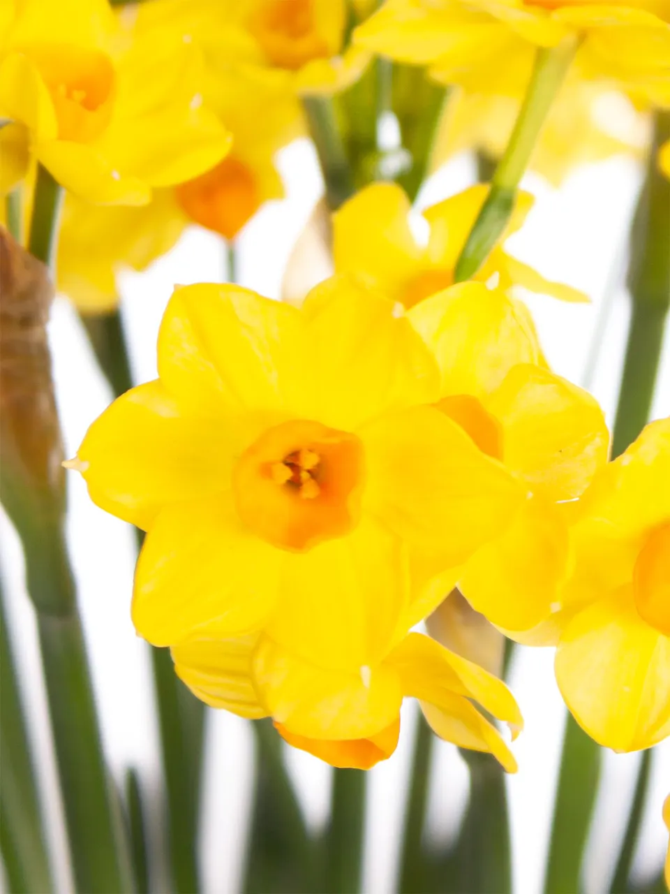 blumigo-fr-hlingsknollen-narzissen-soleil-d-or-gelb-orange-stiel image 1