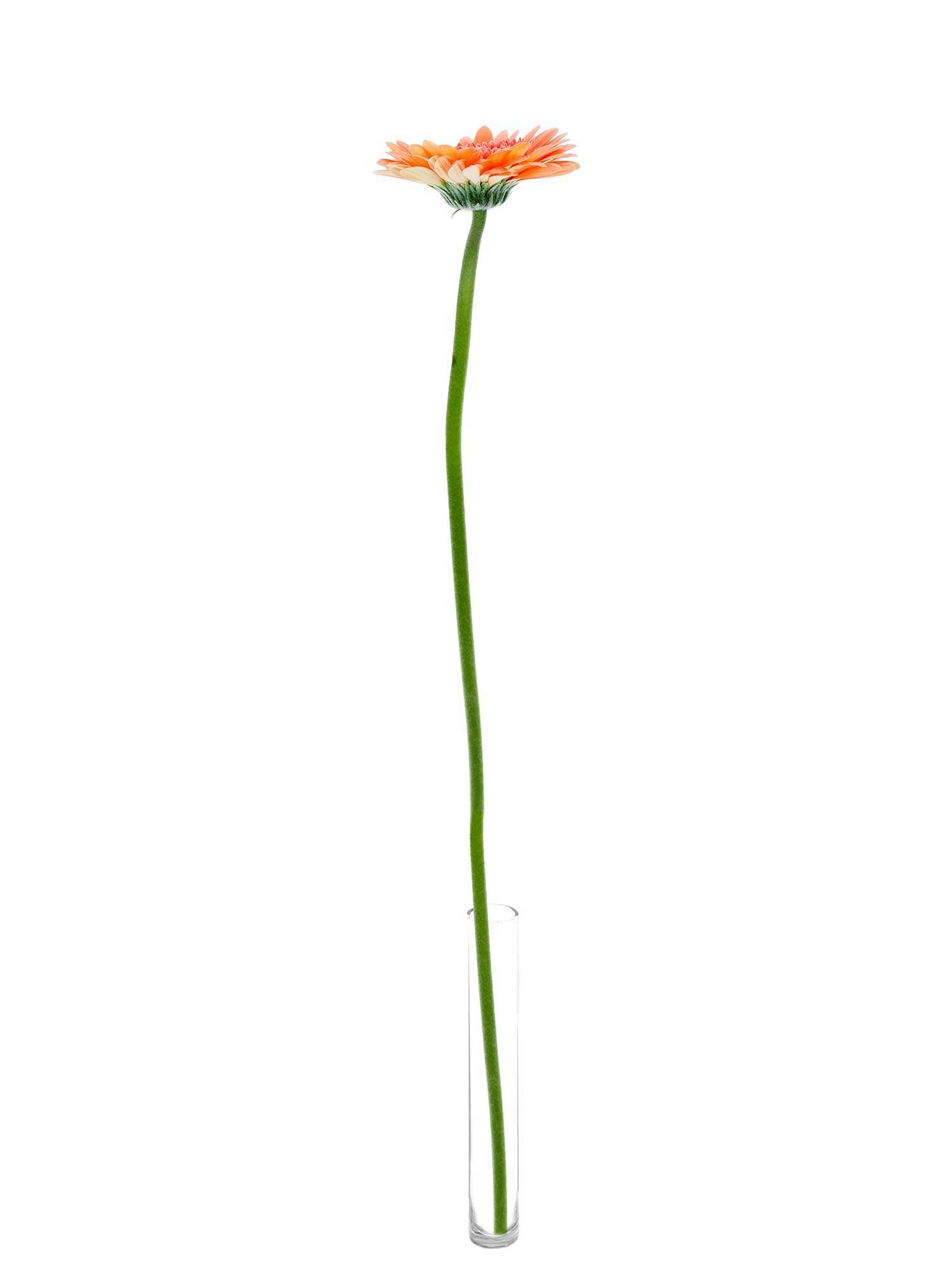 blumigo-gerbera-mini-cookie-and-cream-schnittblume-apricot image 3