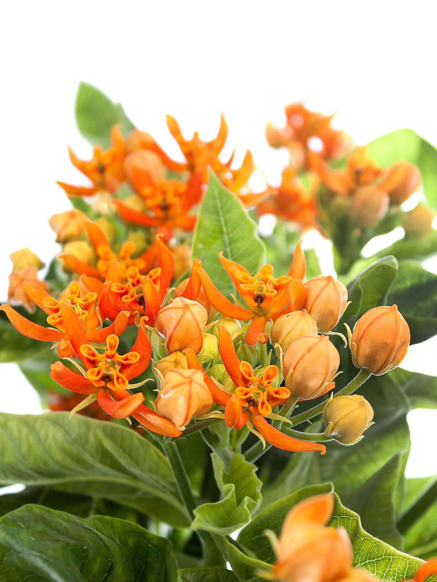 blumigo-asclepias-beatrix-knollige-seidenpflanze-schnittblume-orange image 1