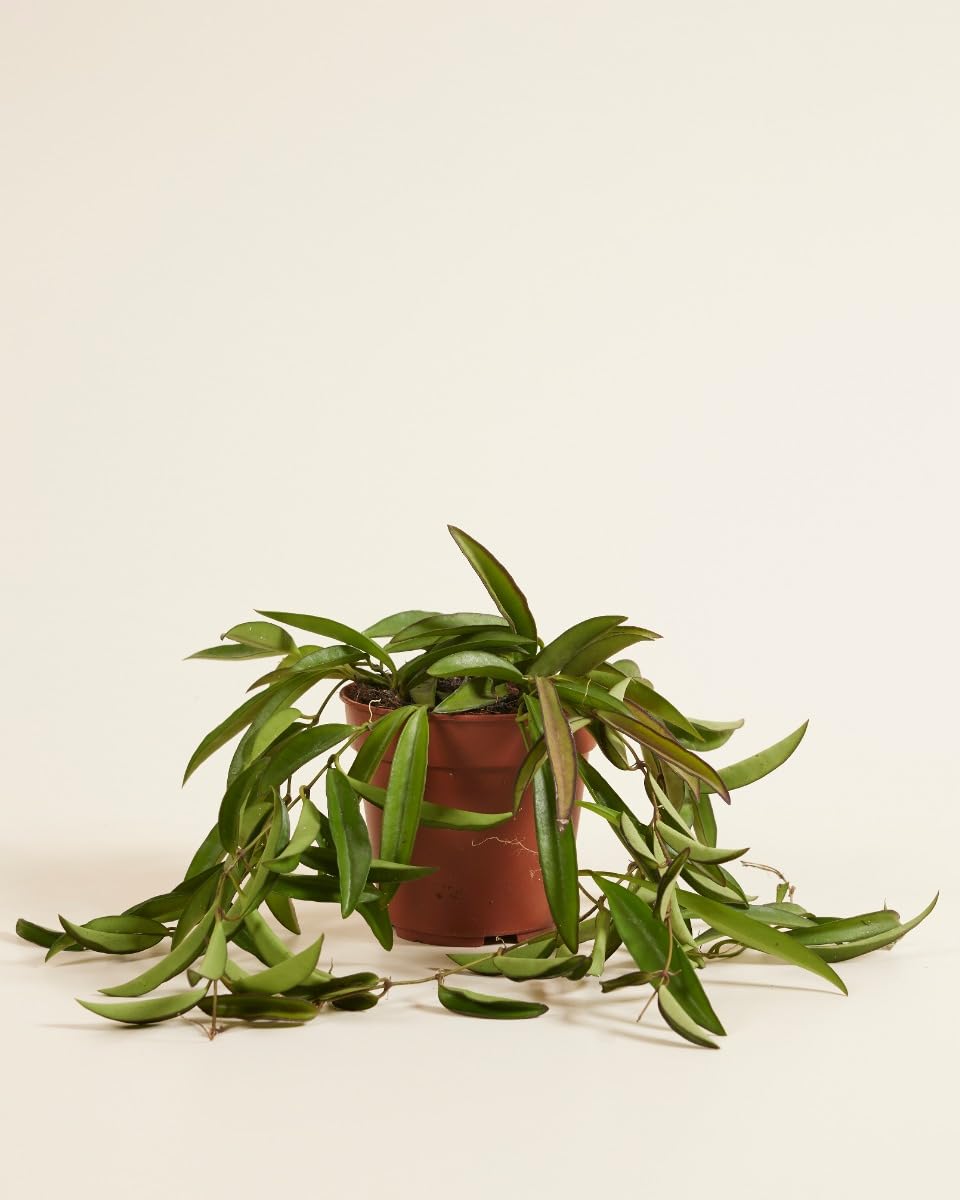 plnts-rareplnts-hoya-wayetii-zimmerpflanze-20cm-12cm-topf image 2