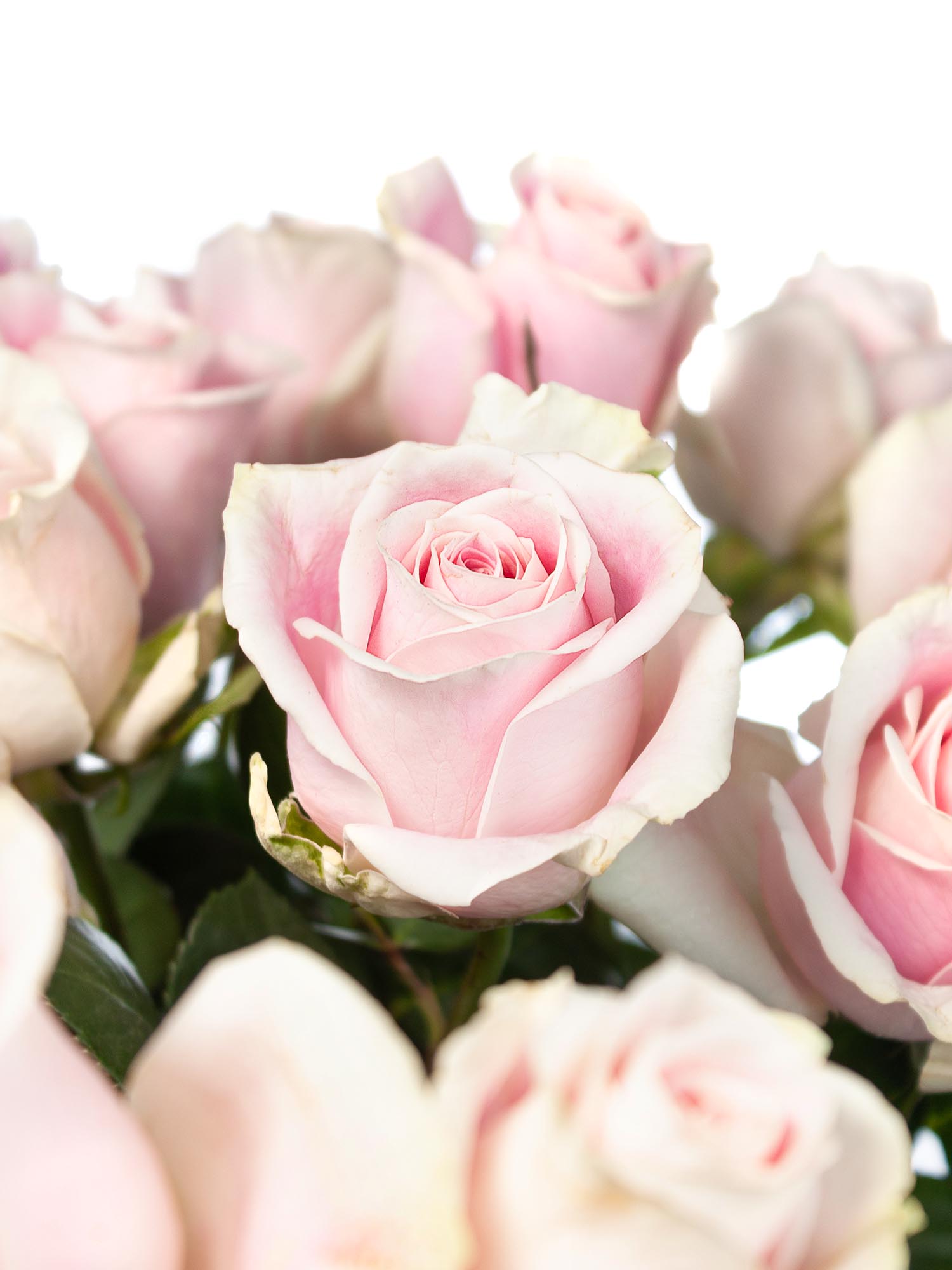 blumigo-rosen-rosita-vendela-schnittrose-rosa image 1