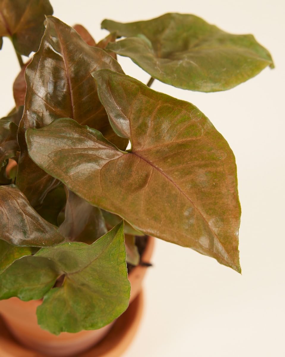 plnts-babyplnts-syngonium-maria-allusion-zimmerpflanze-10-cm-gr-n image 3