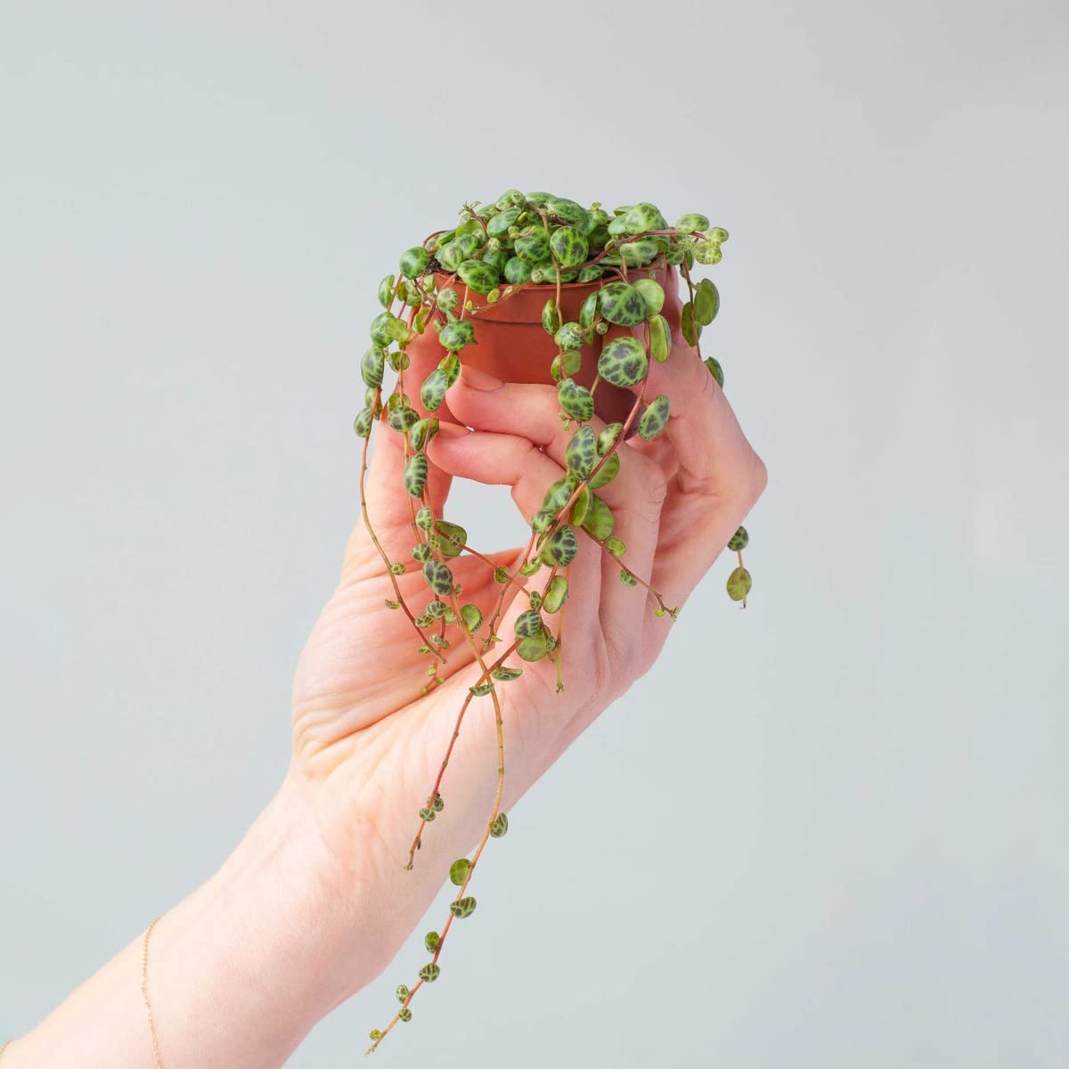 plnts-babyplnts-baby-peperomia-prostrata-zimmerpflanze-6cm-topf image 7