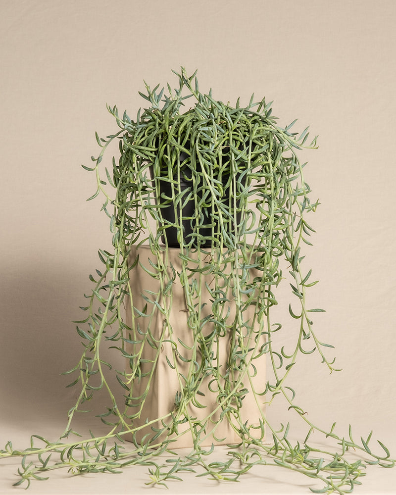 feey-variado-senecio-radicans-h-ngepflanze-ohne-bertopf image 3