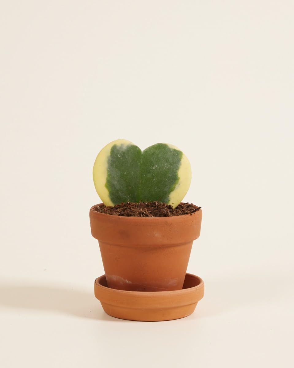 plnts-babyplnts-hoya-kerrii-albomarginata-zimmerpflanze-6cm image 1