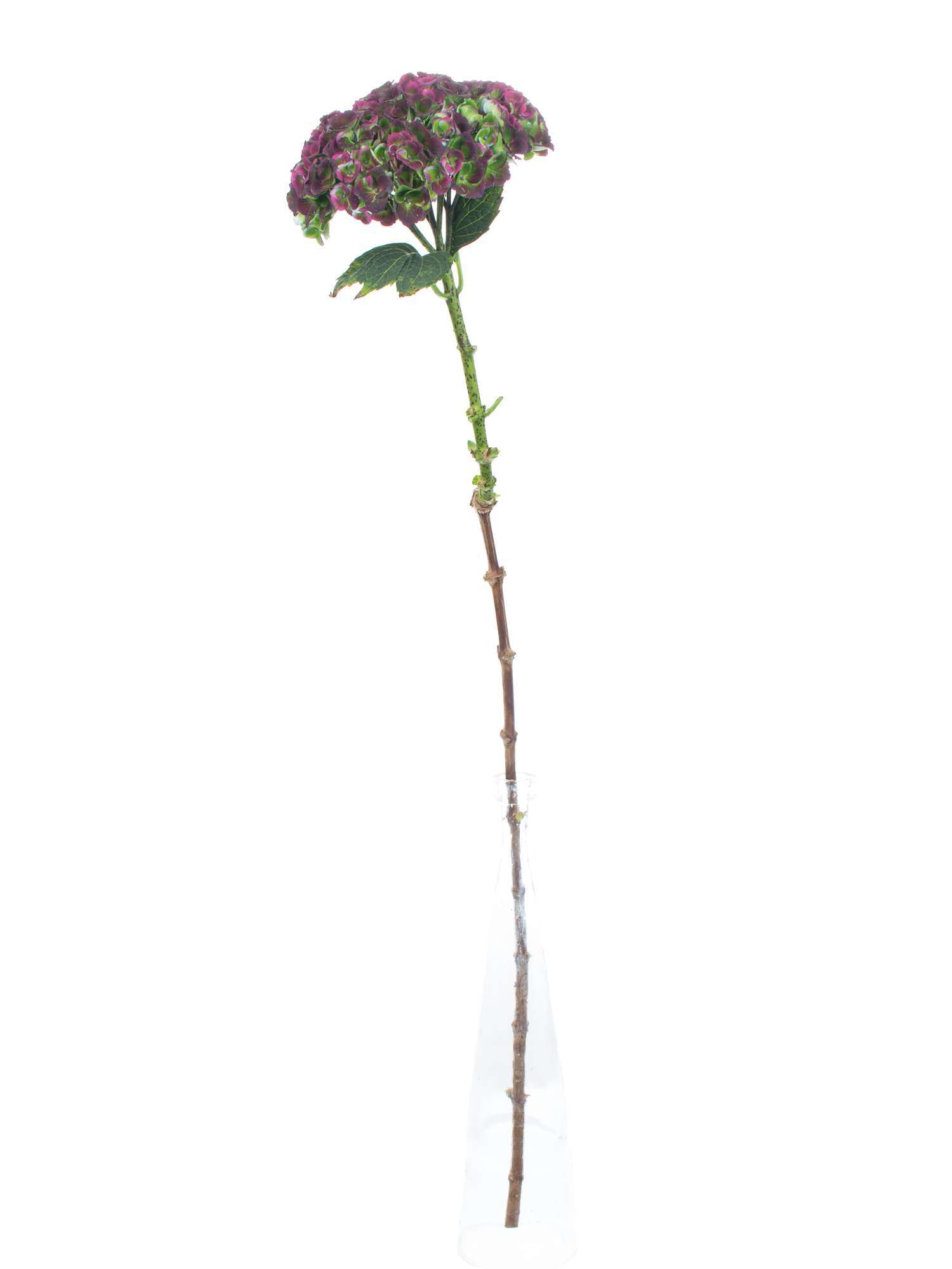blumigo-revolution-classic-hortensie-aubergine-gr-n-blume image 2