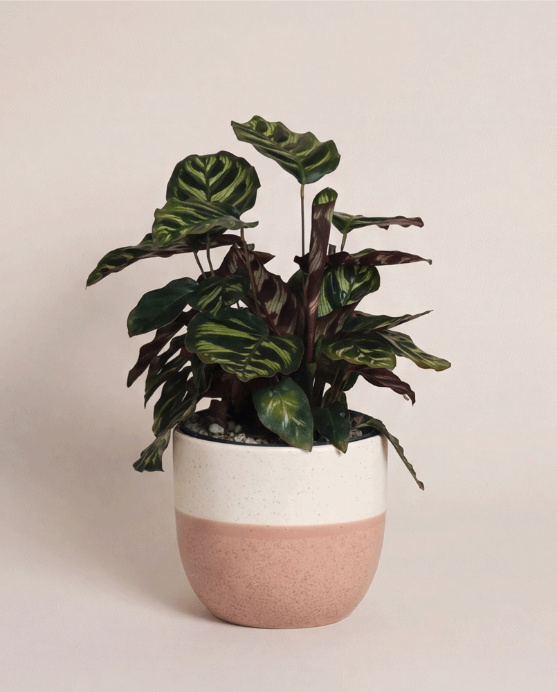 feey-variado-calathea-makoyana-korbmarante-ohne-bertopf image 5