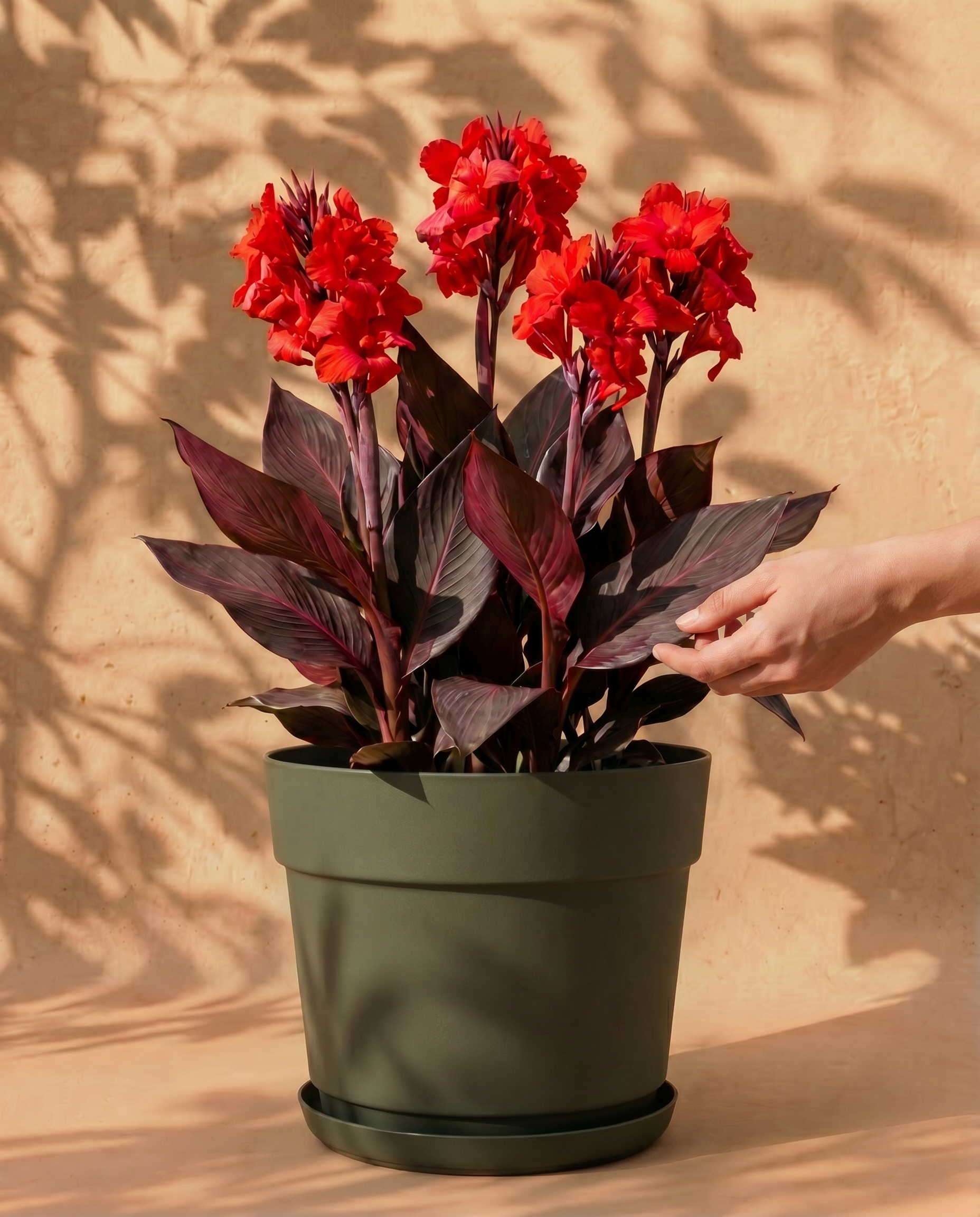 feey-amsterdam-canna-rot-blumenrohr-knollen-3-st-ck-sonnig image 1