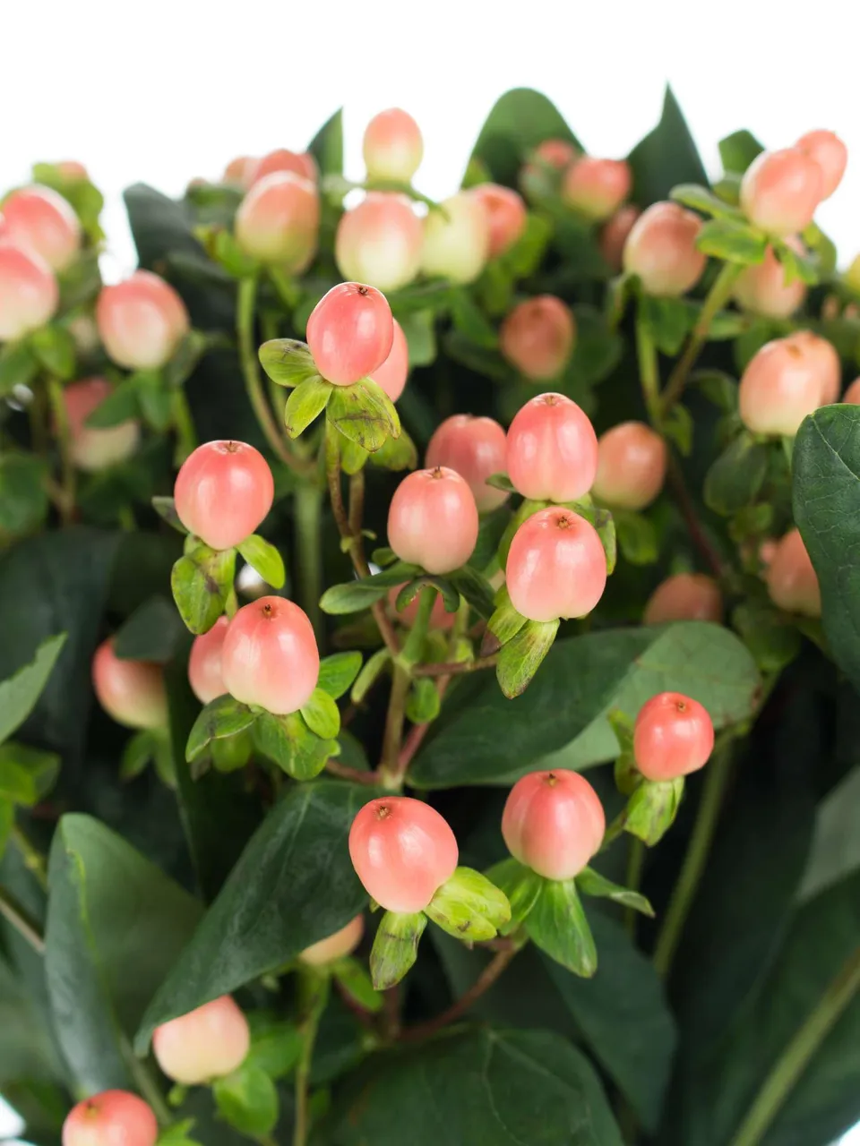 blumigo-greenery-hypericum-coco-yoko-schnittgr-n-apricote image 1
