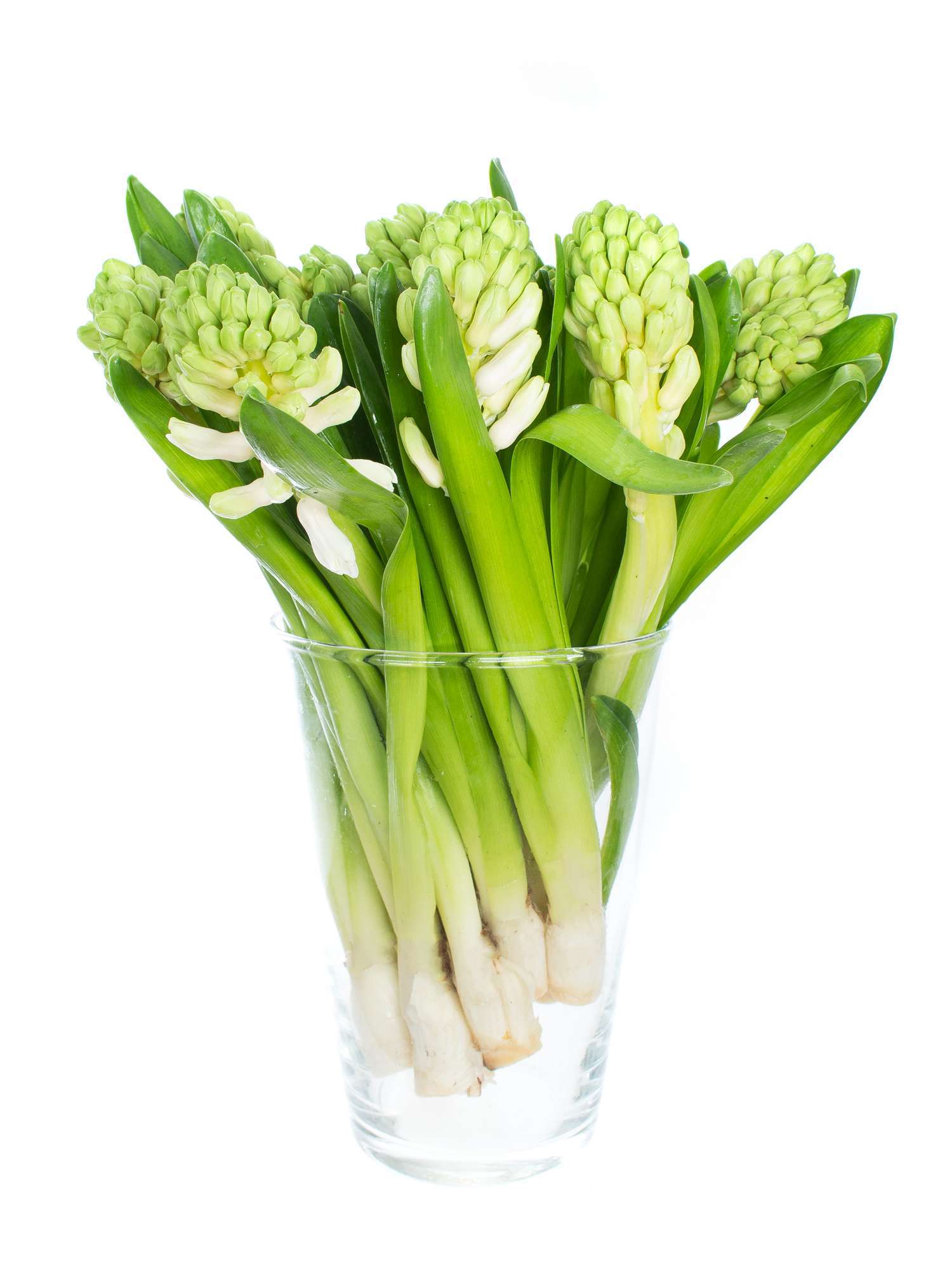 blumigo-white-king-hyazinthe-wei-fr-hlingsknolle-stiel image 3
