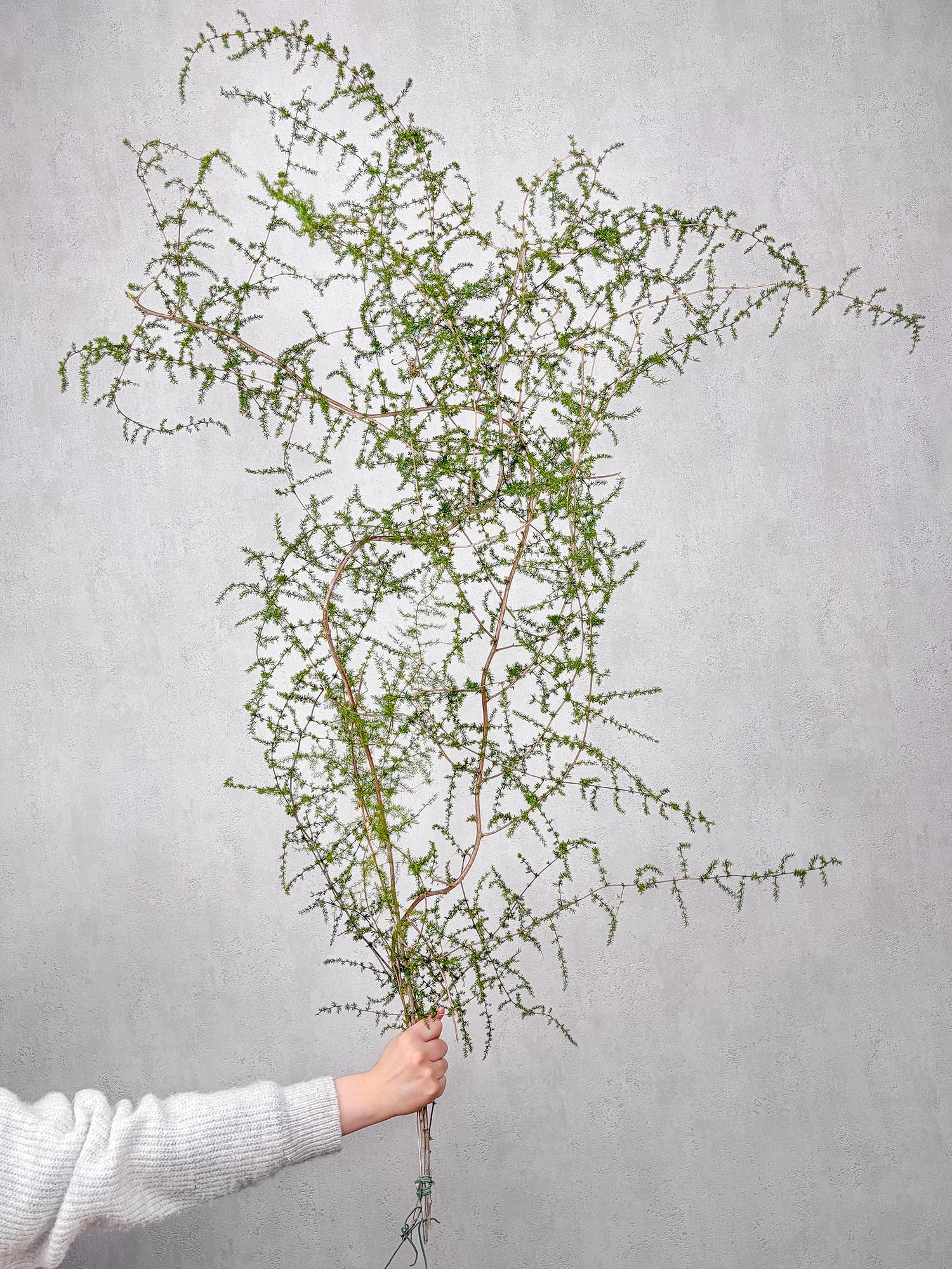 blumigo-asparagus-wild-nature-schnittgr-n-gr-n-frisch image 1