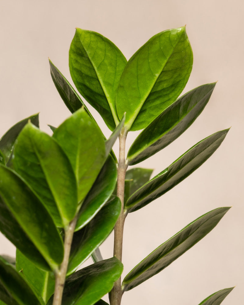 feey-variado-trio-infernale-pflanzenset-monstera-3-pflanzen image 7