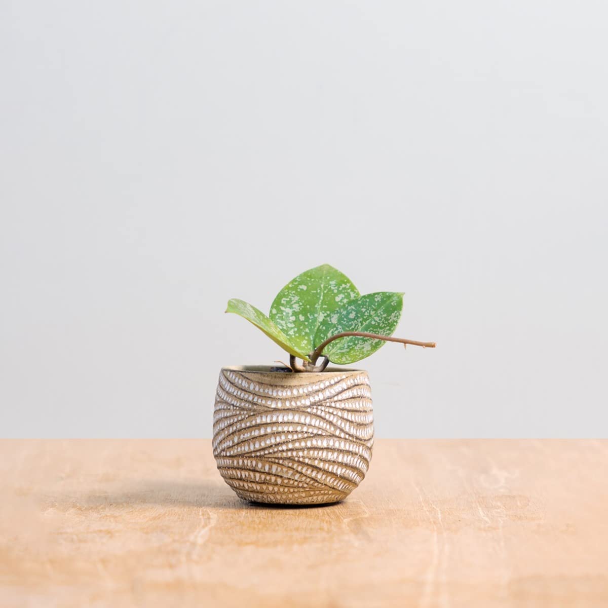 plnts-babyplnts-hoya-parasitica-babypflanze-10-cm-wachsblume image 5
