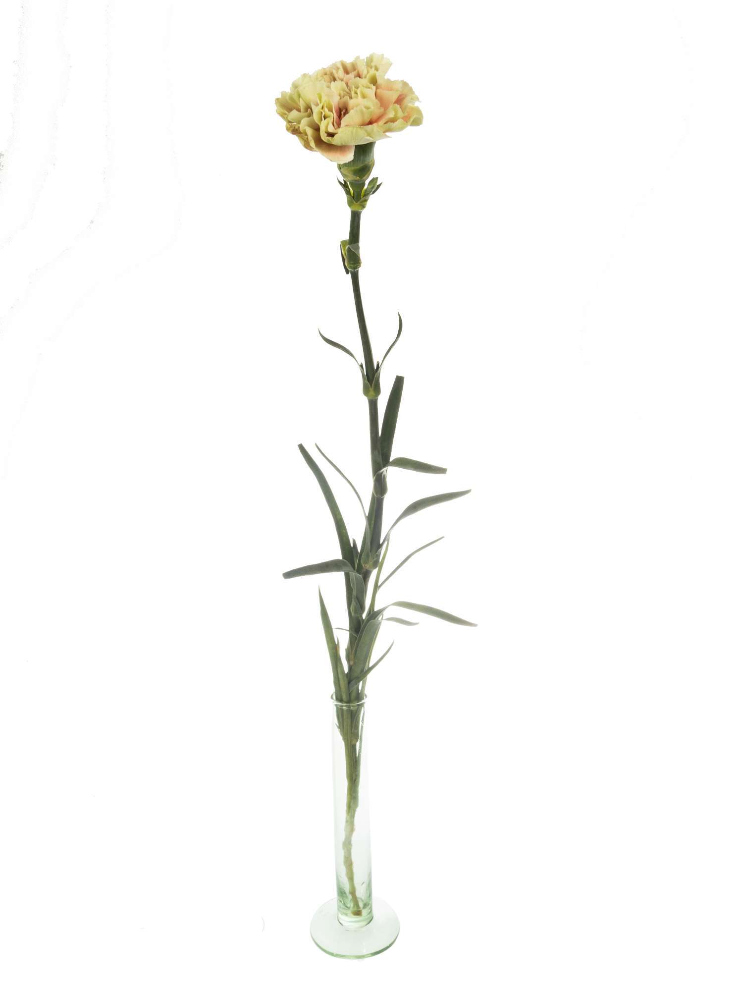 blumigo-nelken-belle-epoque-edelnelke-creme-rot image 4