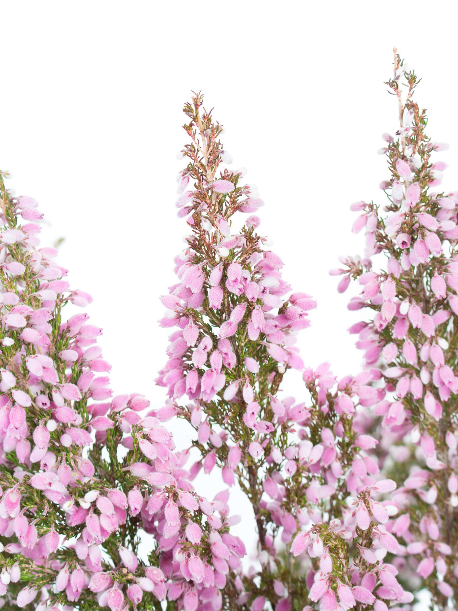 blumigo-herbstdeko-erika-heidekr-uter-rosa-schnittblume image 1