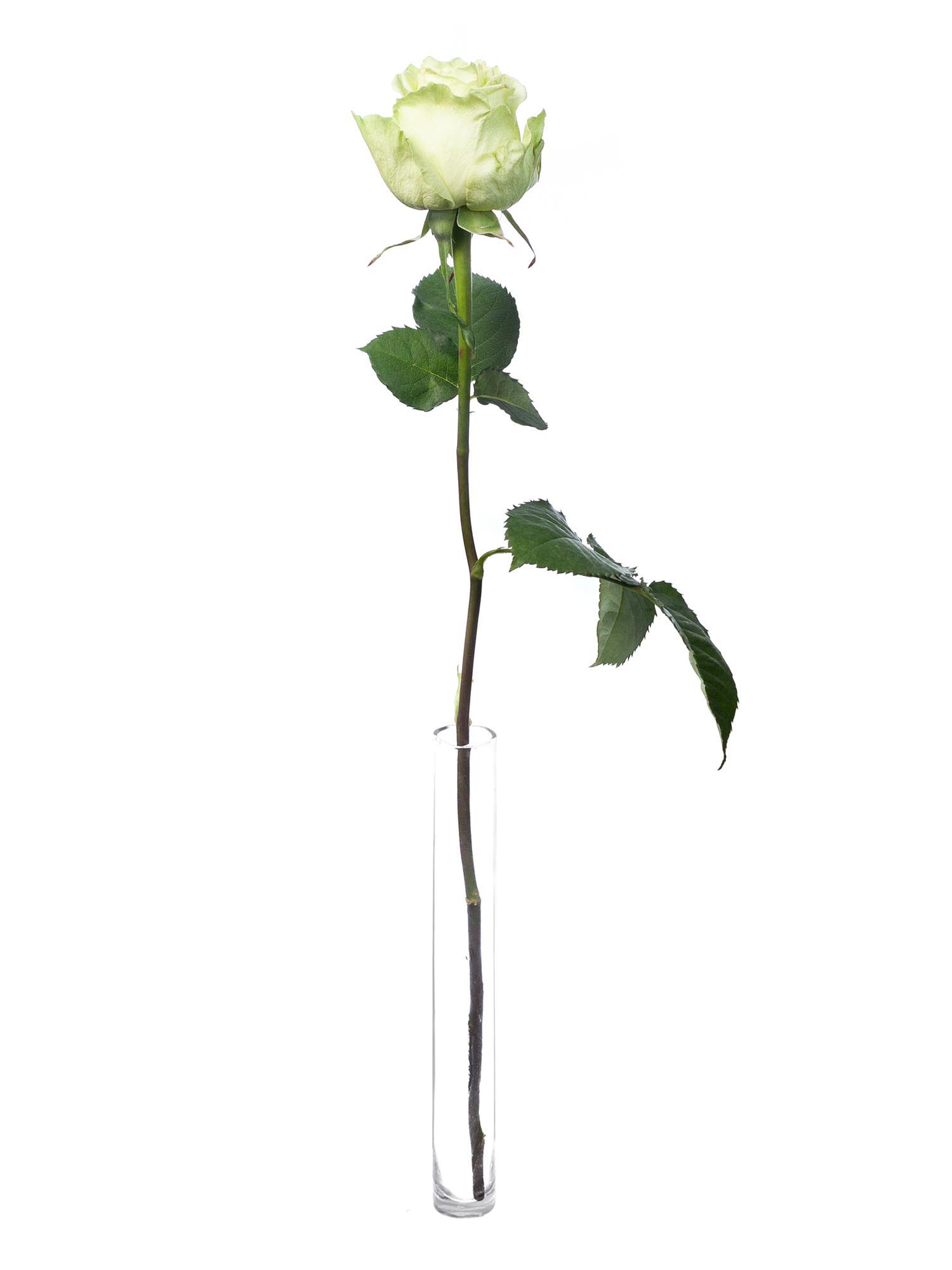 blumigo-rosen-moonstone-schnittrose-wei-gr-n image 3