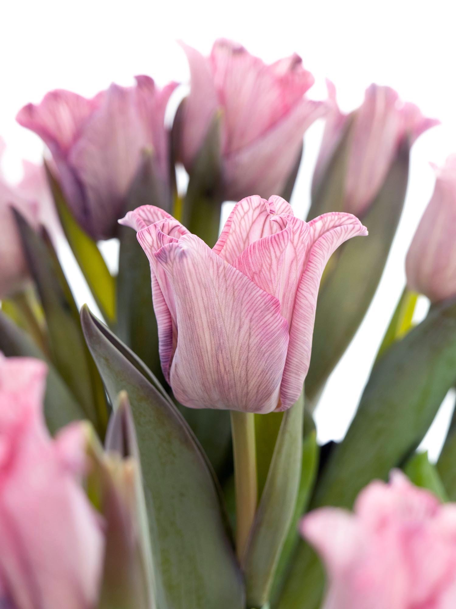 blumigo-tulpen-moulin-rouge-schnittblumen-painted-pink image 2
