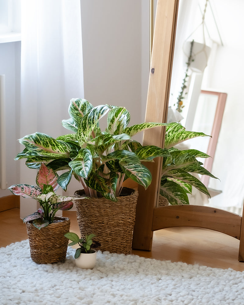 feey-variado-tropical-beauty-zimmerpflanzen-set-4-teilig image 8
