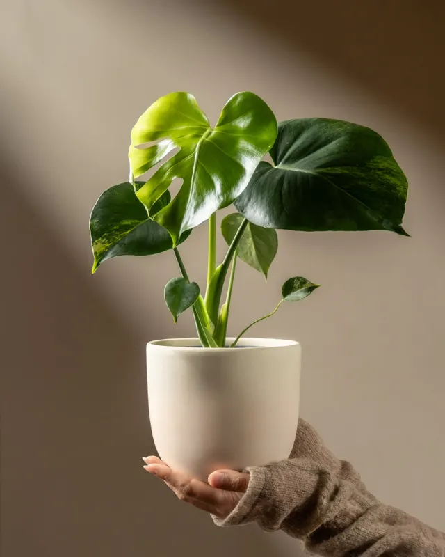 feey-variado-monstera-aurea-zimmerpflanze-gelb-panaschiert image 1