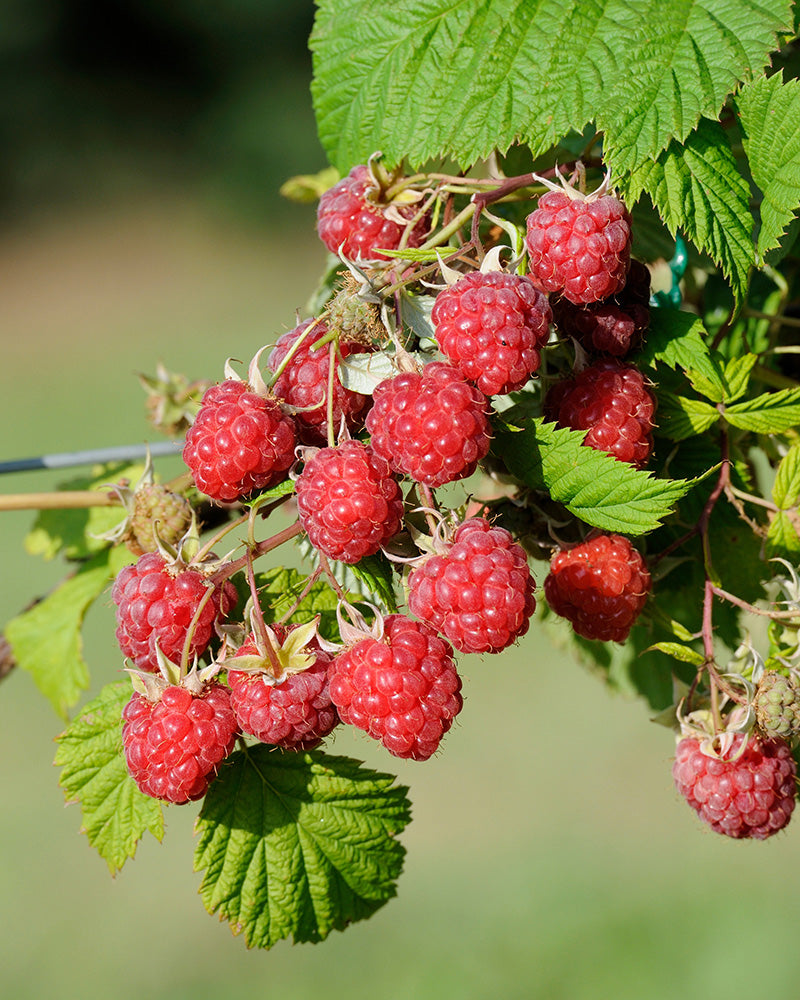 feey-amsterdam-himbeere-trio-rubus-essbar-o-topff image 2