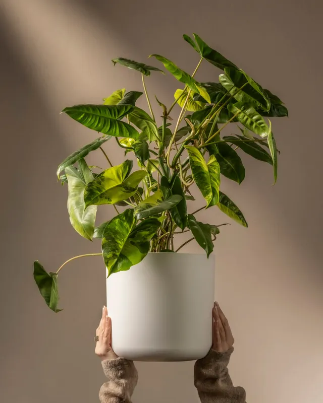 feey-philodendron-burle-marx-variegata-ohne-bertopf image 1