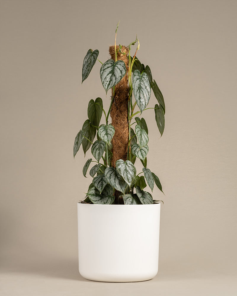 feey-variado-philodendron-brandtianum-50-60-cm-o-topf image 6