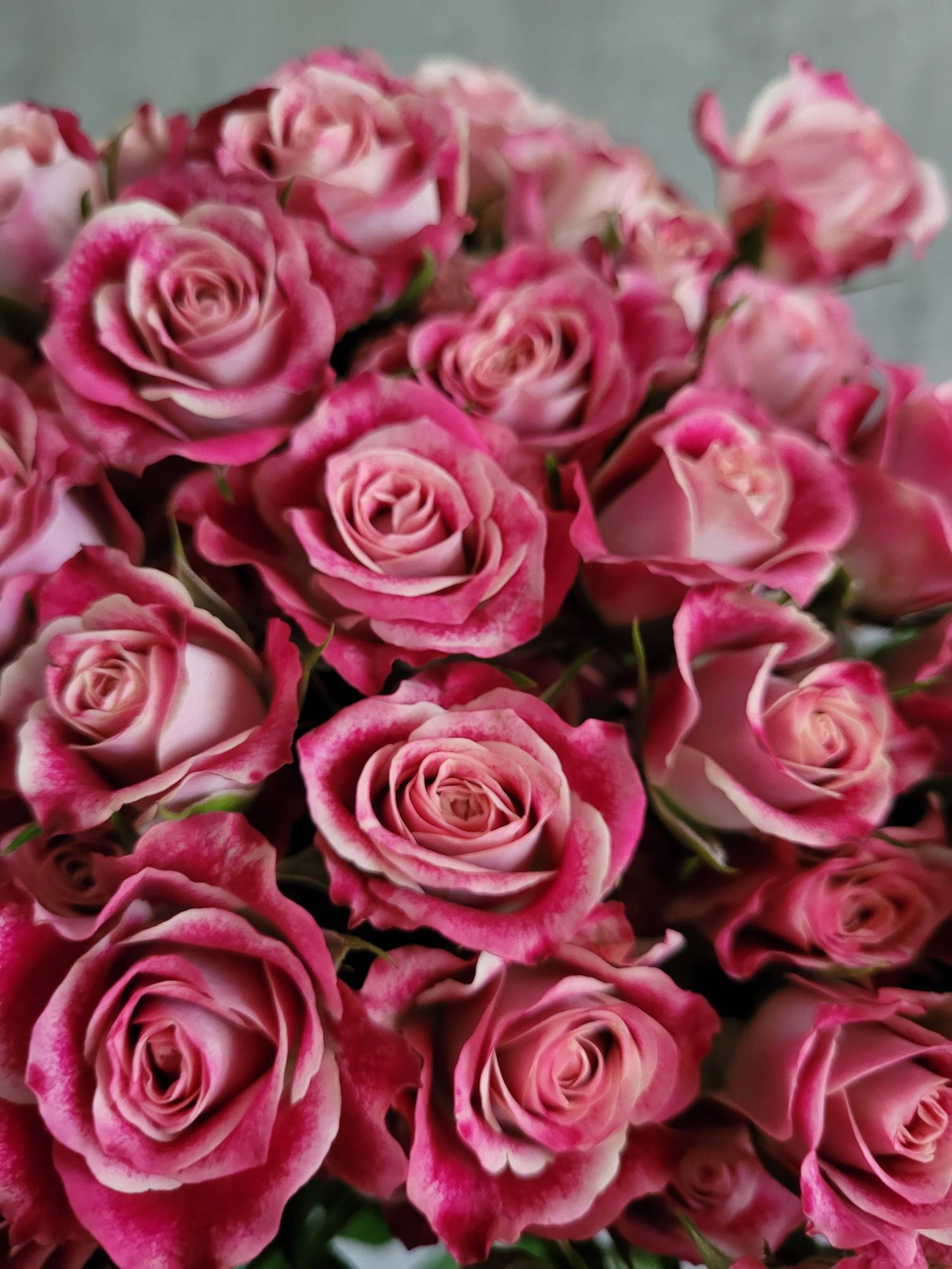 blumigo-flinders-lane-rose-verzweigt-pink-wei image 4