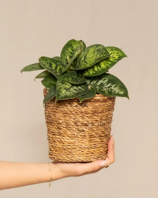 feey-variado-homalomena-camouflage-zimmerpflanze-ohne-bertopf image 1