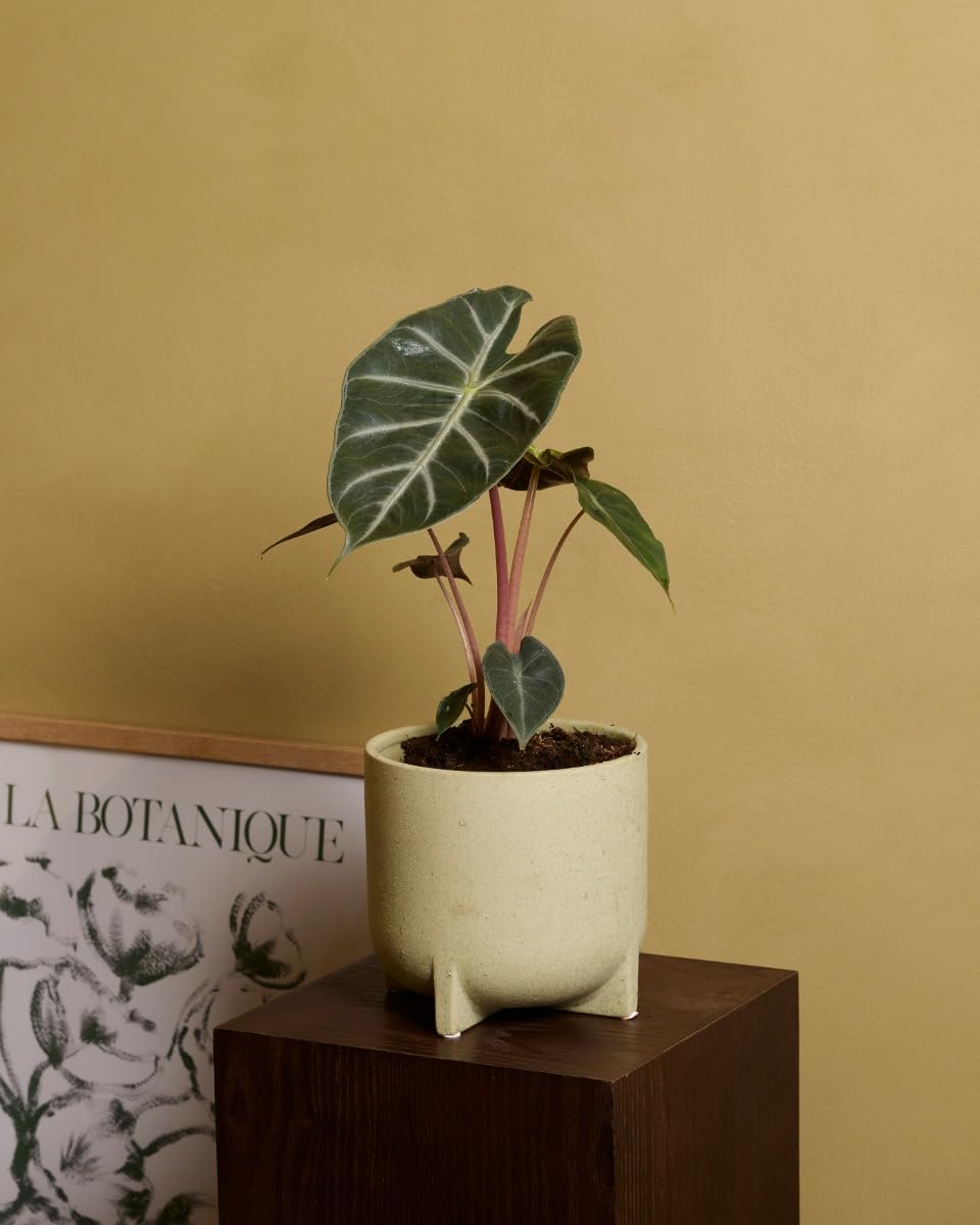 plnts-rareplnts-alocasia-pink-dragon-pfeilblatt-25-cm image 5
