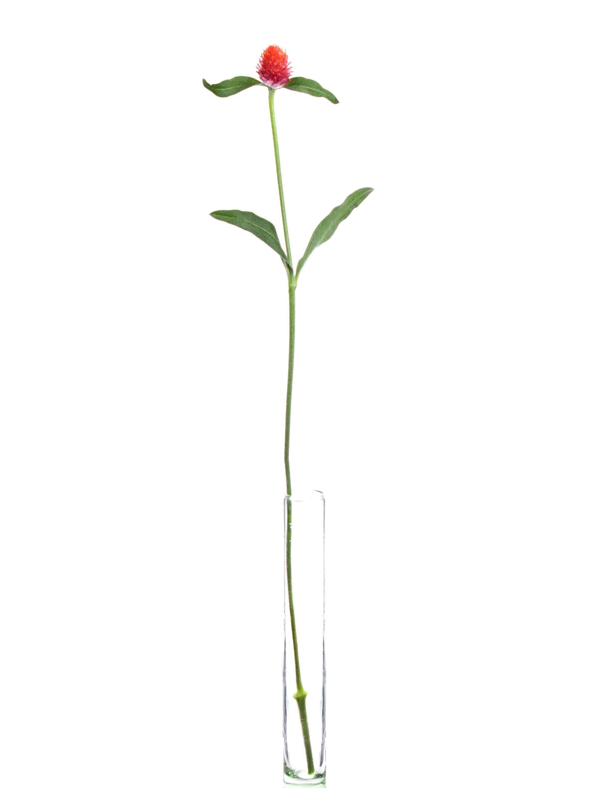 blumigo-gomphrena-kugelamarant-orange-schnittblume image 3