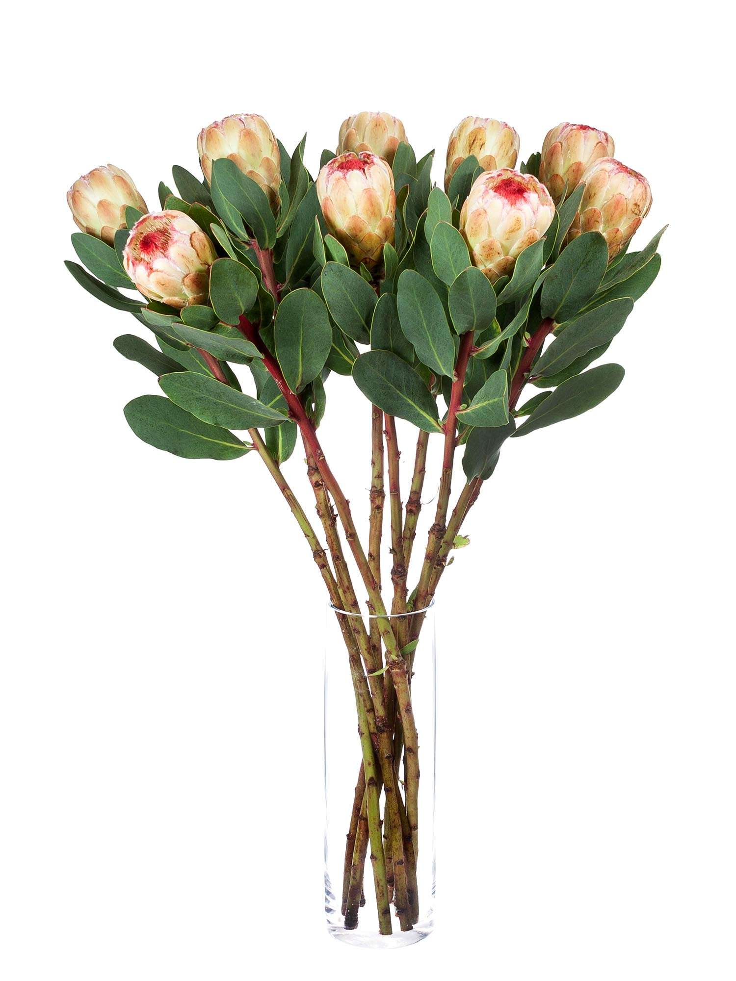 blumigo-proteen-grandicolor-protea-schnittblume-creme-pink image 2