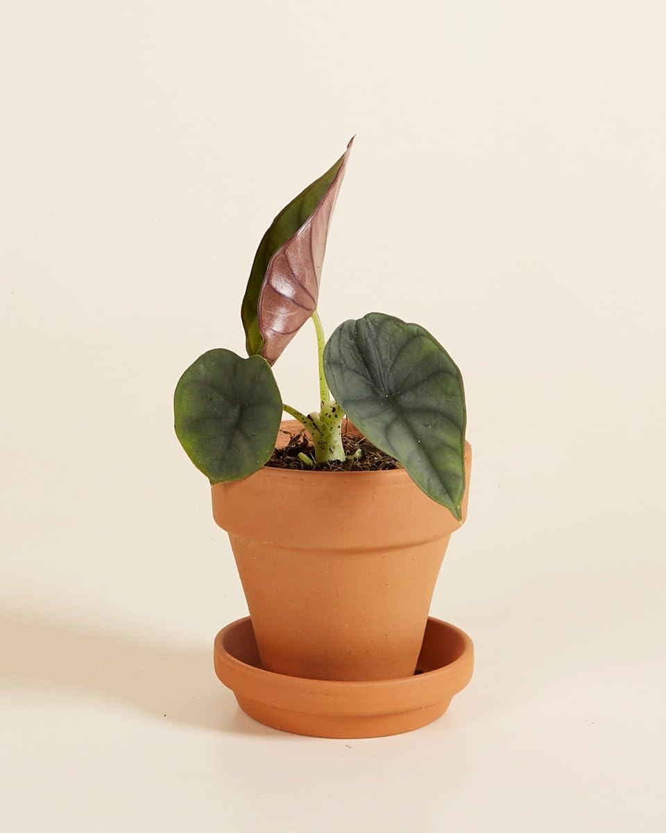plnts-babyplnts-alocasia-nebula-zimmerpflanze-10-cm-baby image 3