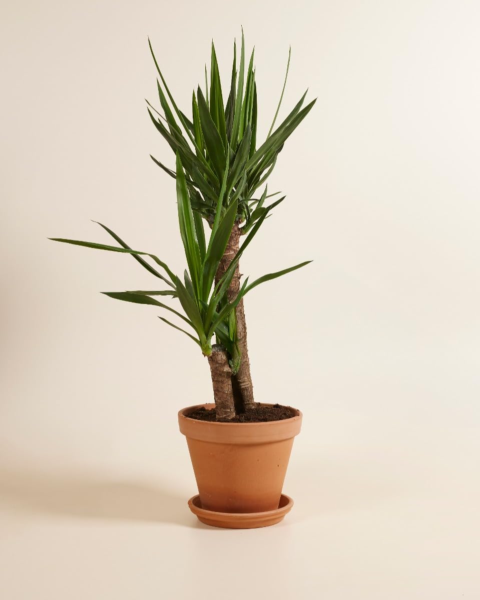 plnts-rareplnts-yucca-elephantipes-100cm-zimmerpalme image 3