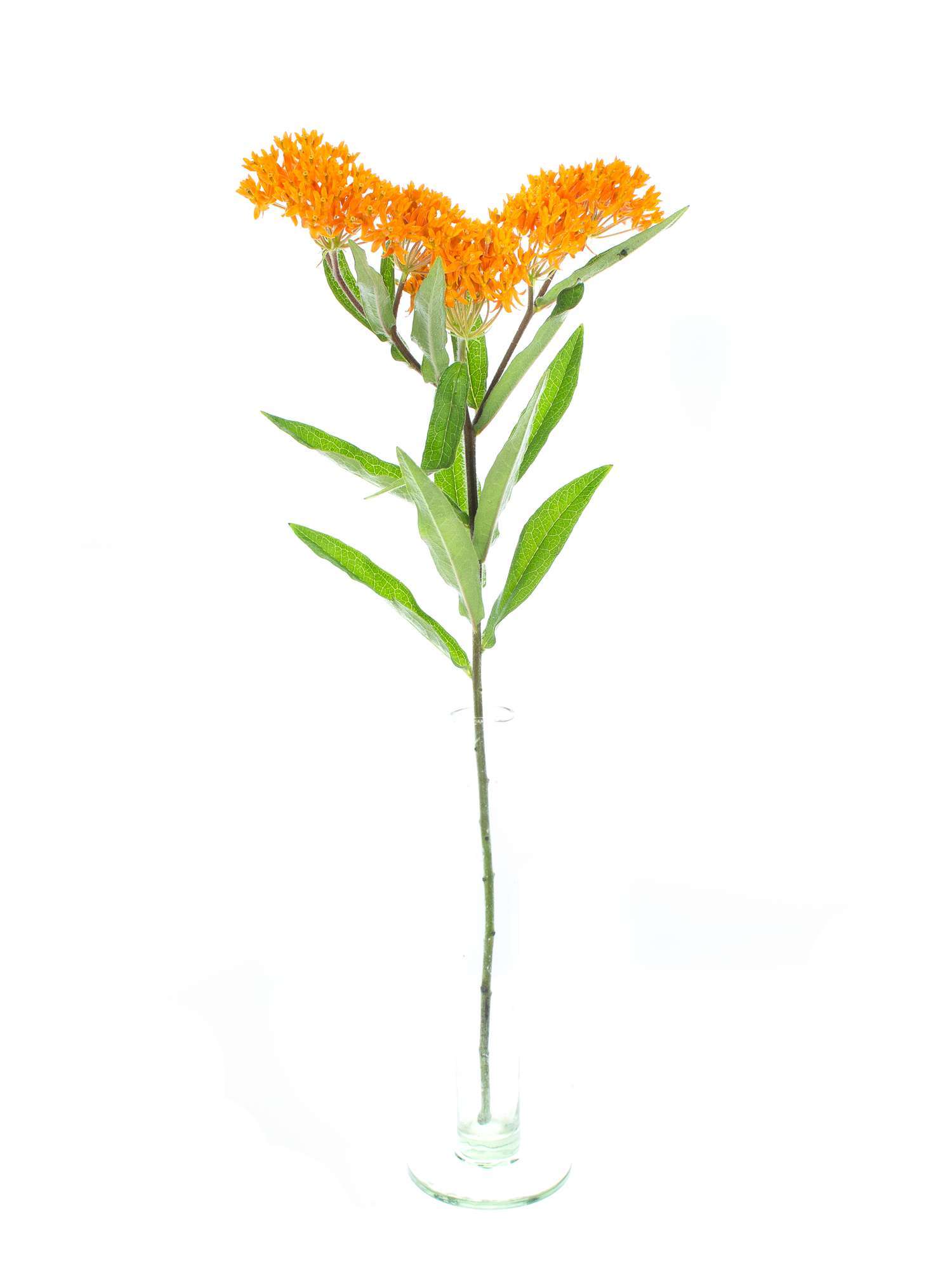 blumigo-asclepias-tuberosa-schnittblume-orange image 3