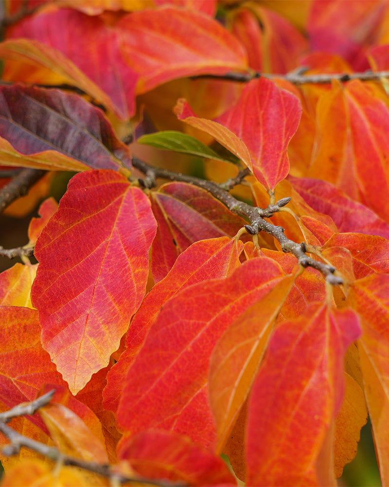 feey-amsterdam-parrotia-persica-eisenholzbaum-ohne-topf-winterhart image 2