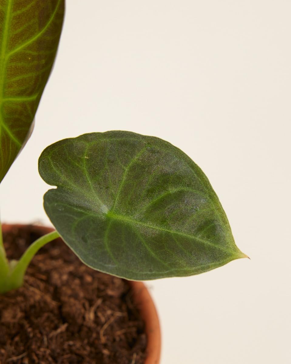 plnts-babyplnts-alocasia-regal-shield-zimmerpflanze-12-cm-dunkelgr-n image 4