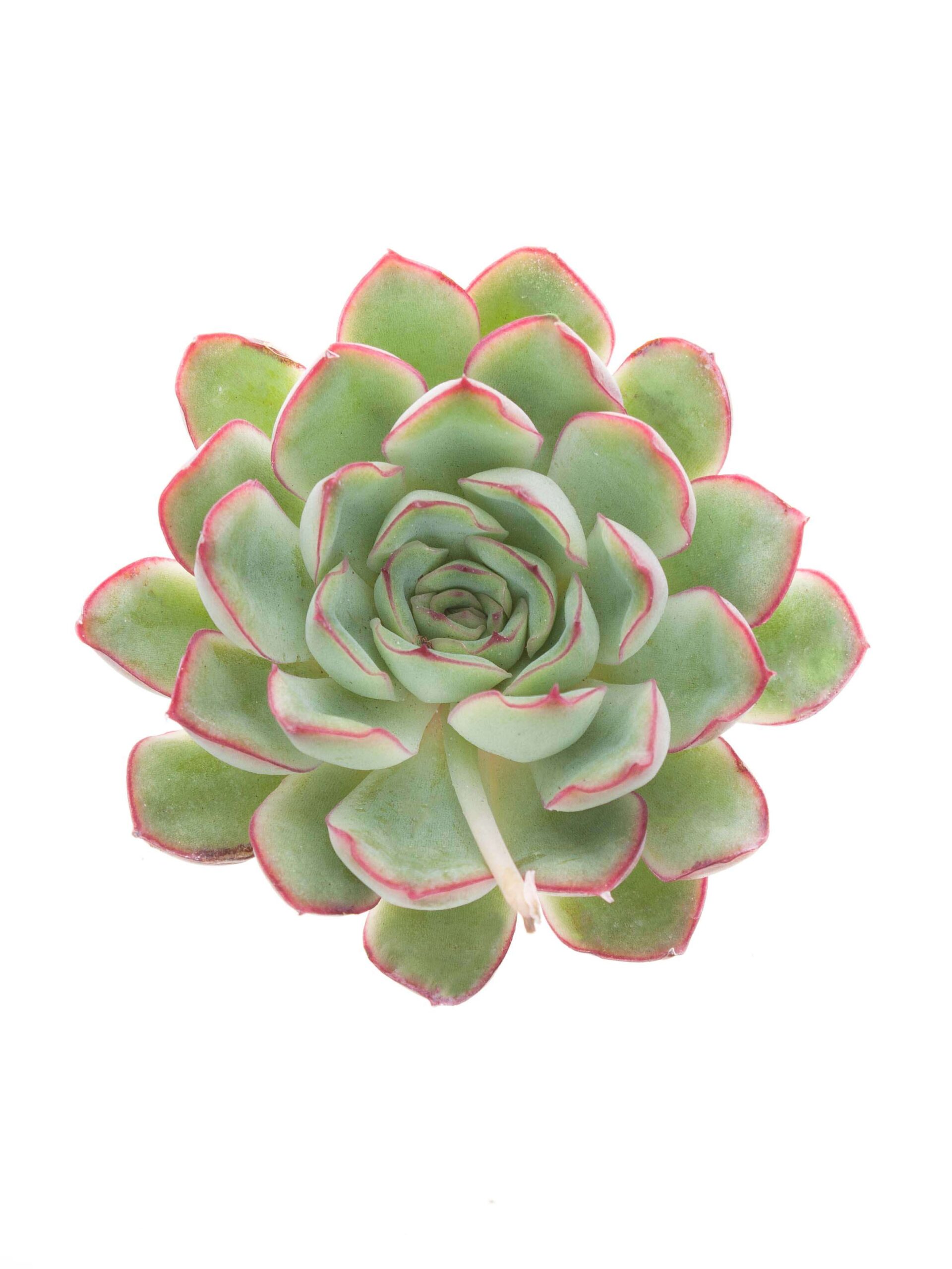 blumigo-rondo-sukkulenten-echeverien-gr-n-rot-deko image 1