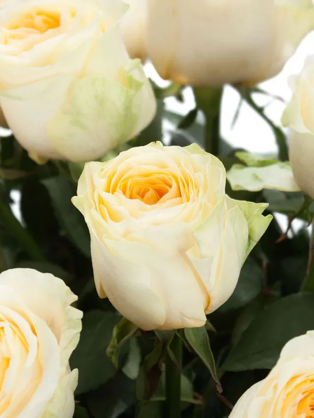 blumigo-rosen-buttercup-rose-creme-apricot image 1