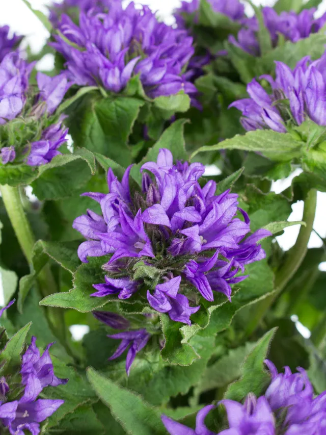 blumigo-glockenblumen-campanula-schnittblume-lila-frisch image 1