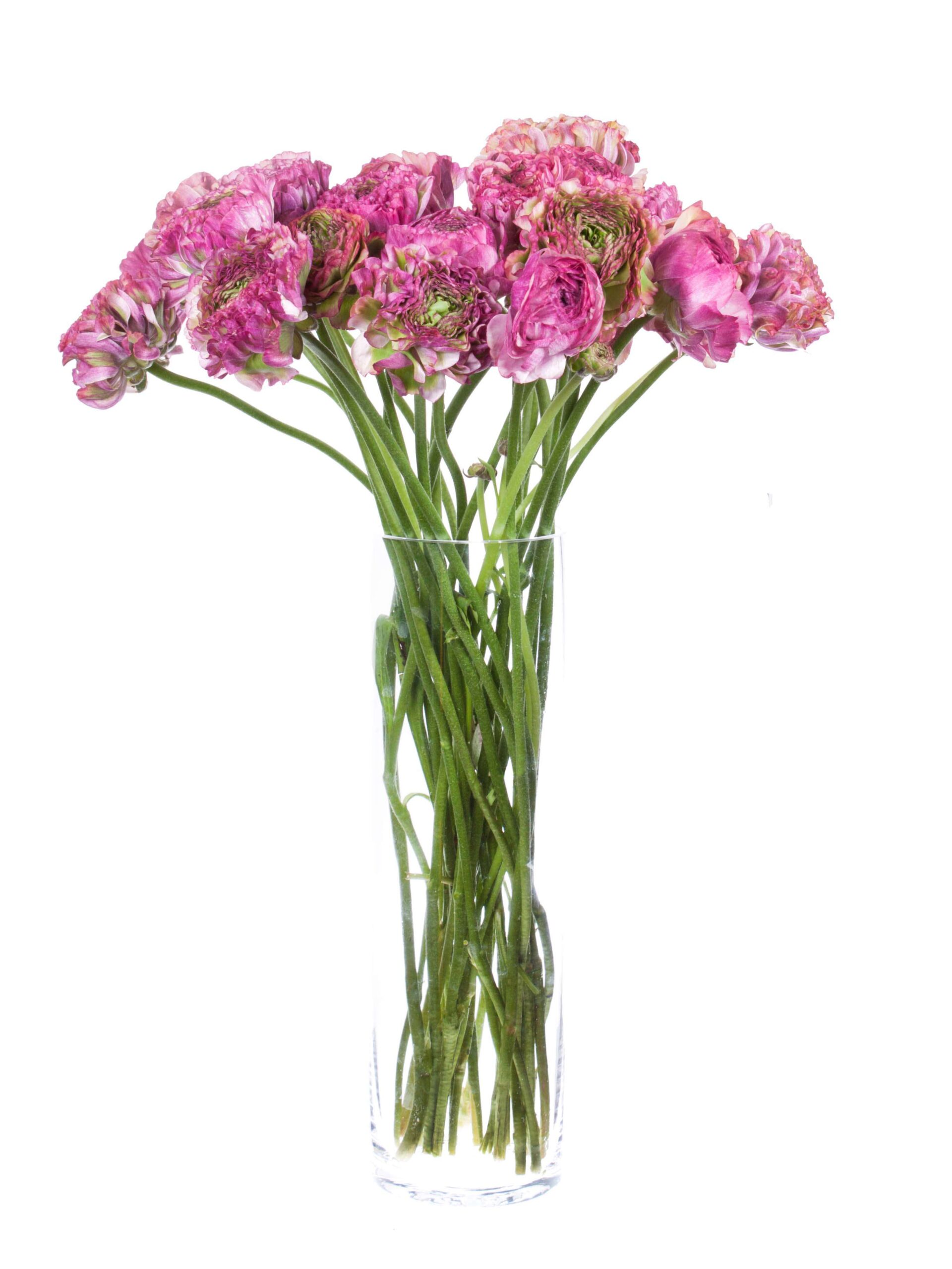 blumigo-ranunkeln-ponpon-malva-xl-schnittblume-pink-gr-n image 2