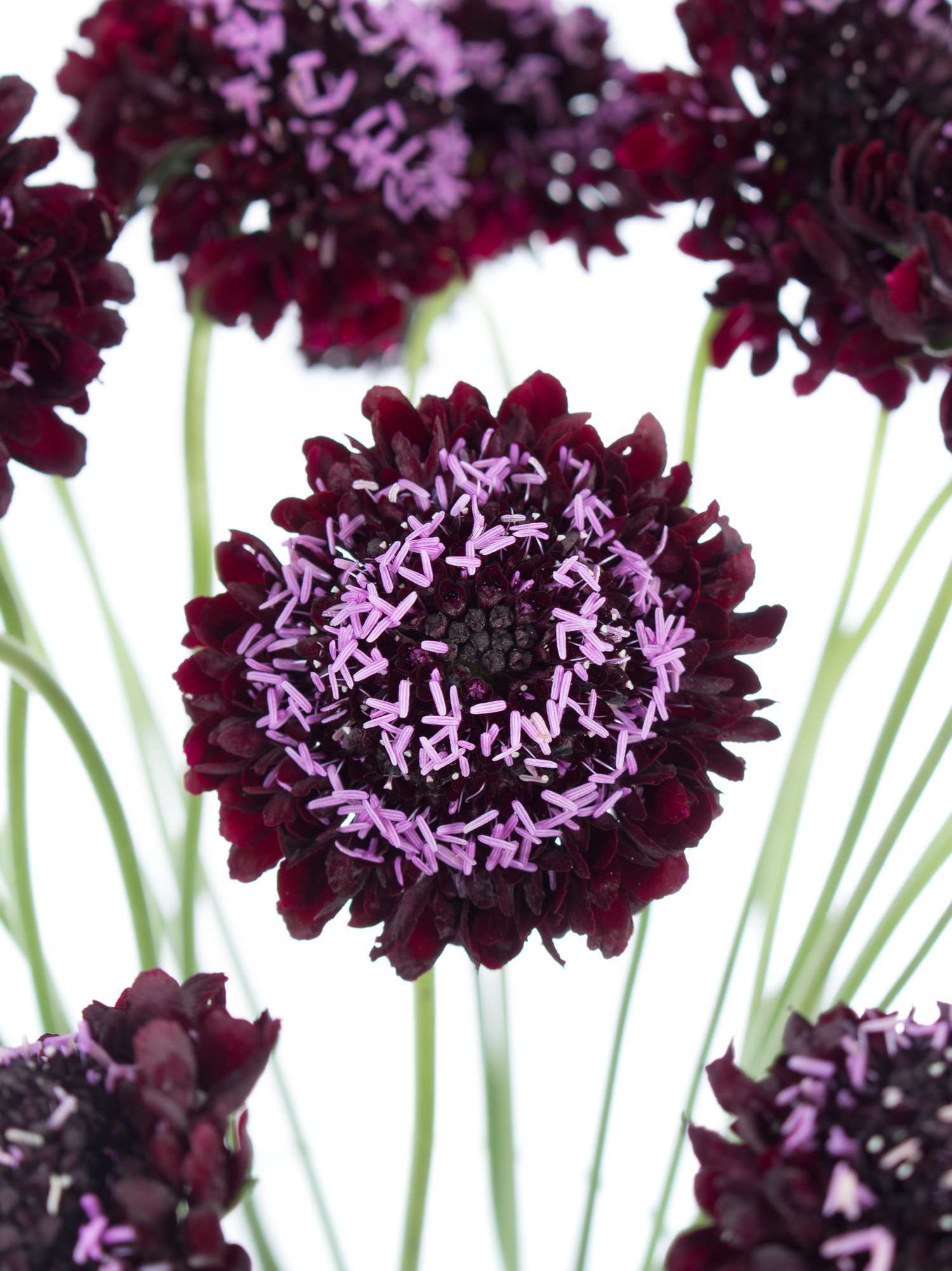 blumigo-skabiosen-schnittblume-dunkelviolett-bindegr-n image 1