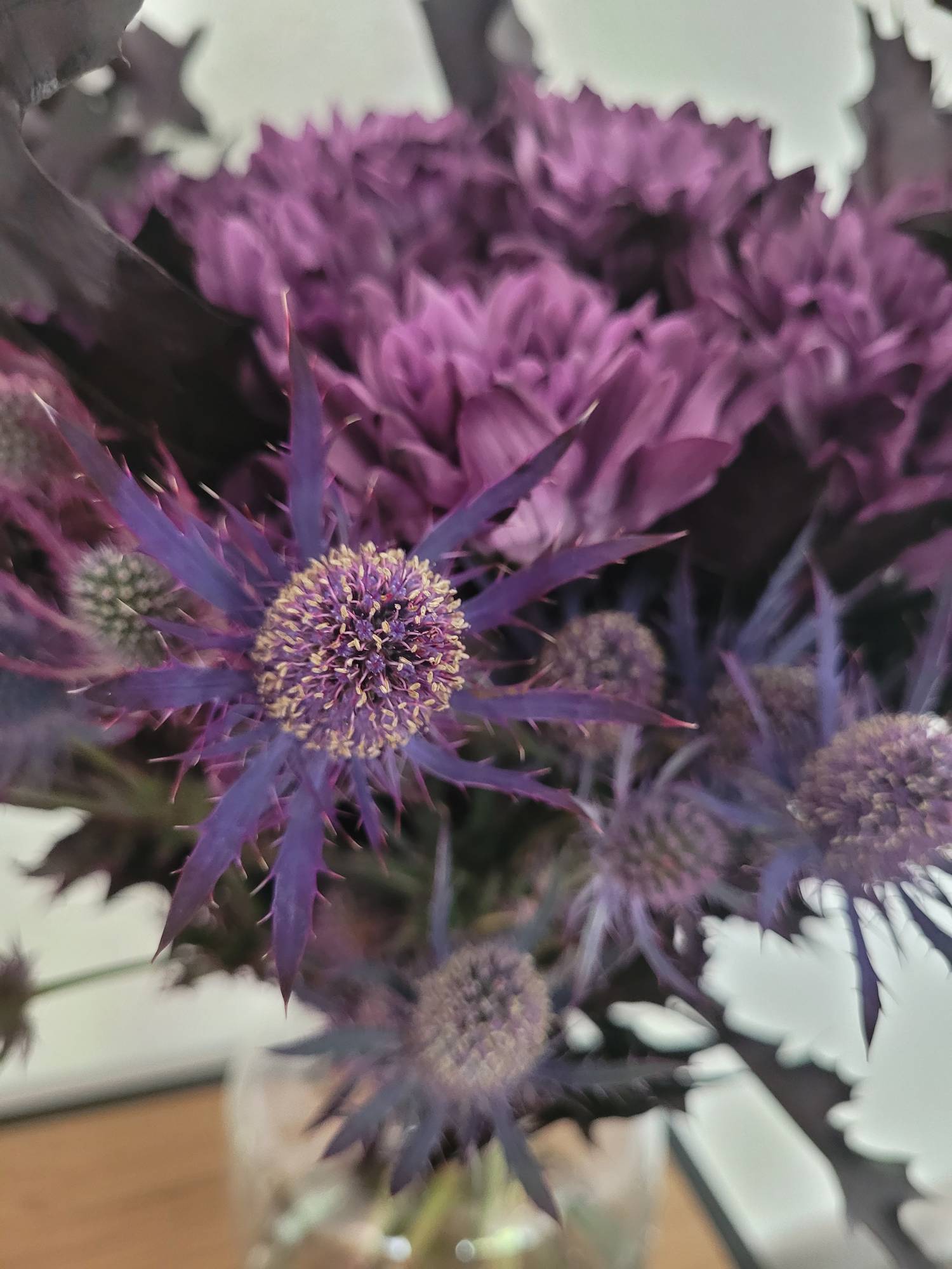 blumigo-disteln-red-magic-schnittblumen-blau-violett image 3
