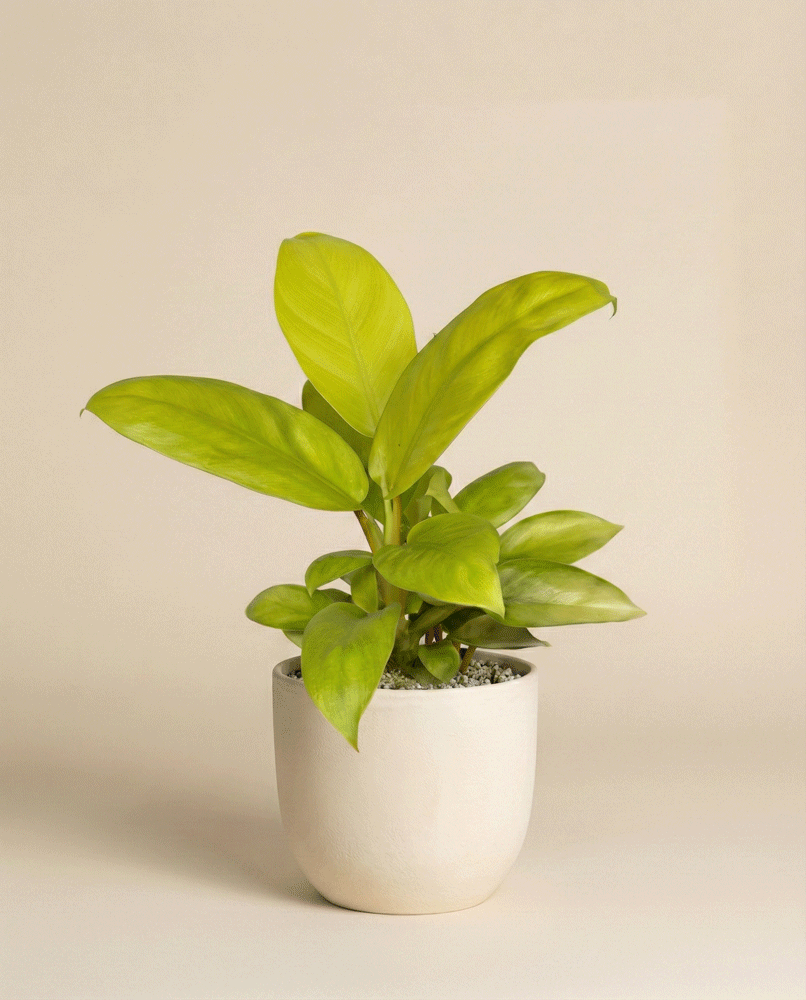feey-philodendron-ceylon-gold-h-ngepflanze-ohne-bertopf image 4