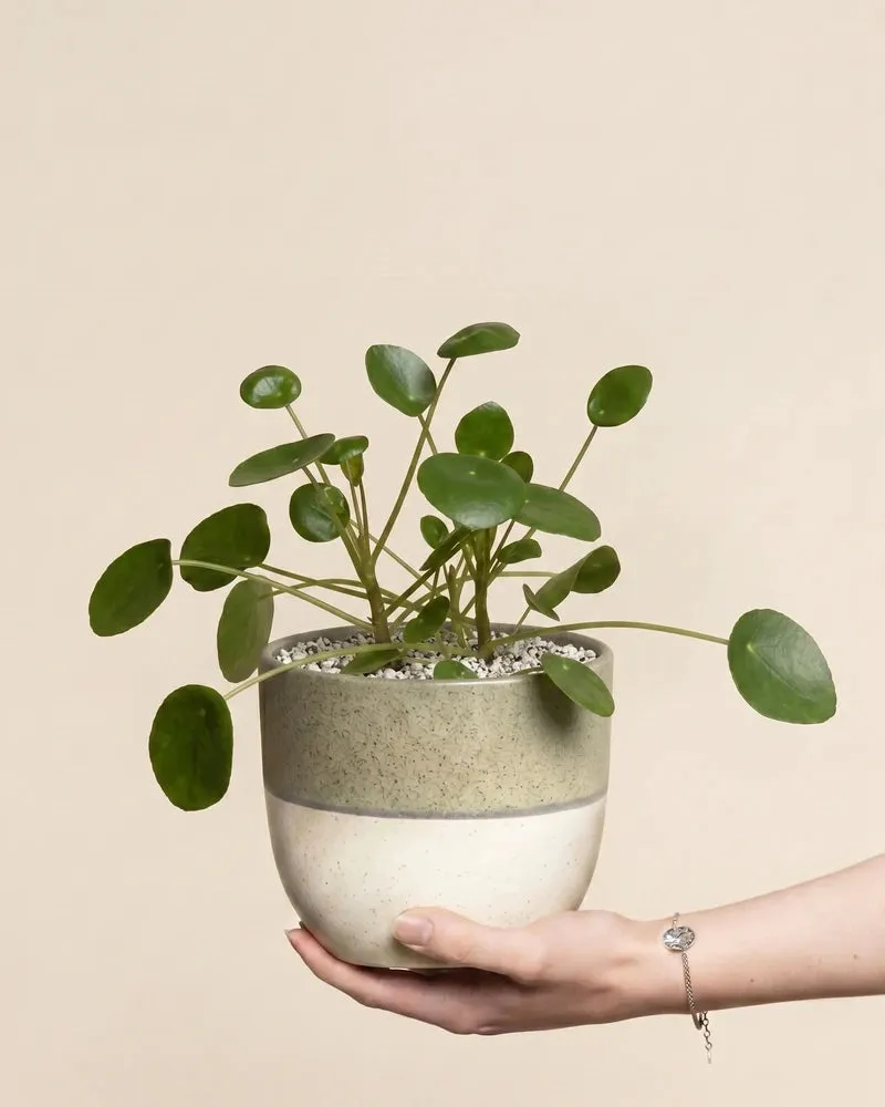 feey-variado-ufopflanze-pilea-zimmerpflanze-klein-ohne-bertopf image 1