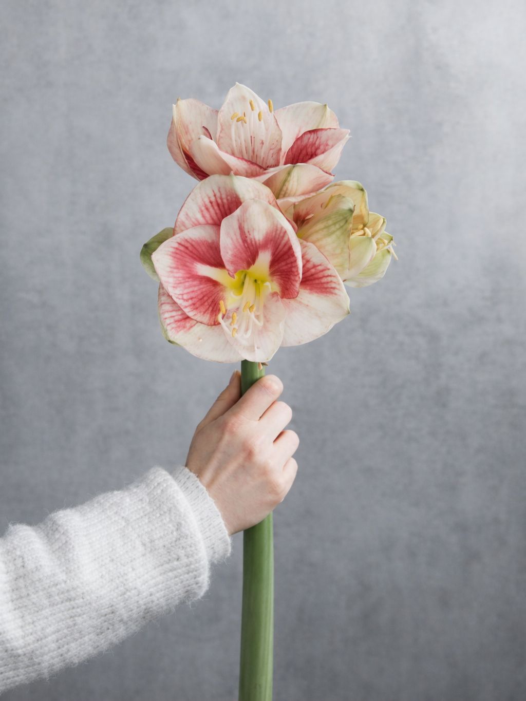 blumigo-amaryllis-exception-schnittblume-rosa-wei image 1