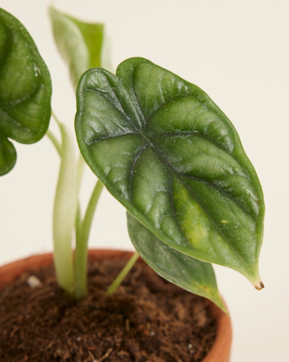 plnts-babyplnts-baby-alocasia-dragon-scale-20-cm image 3