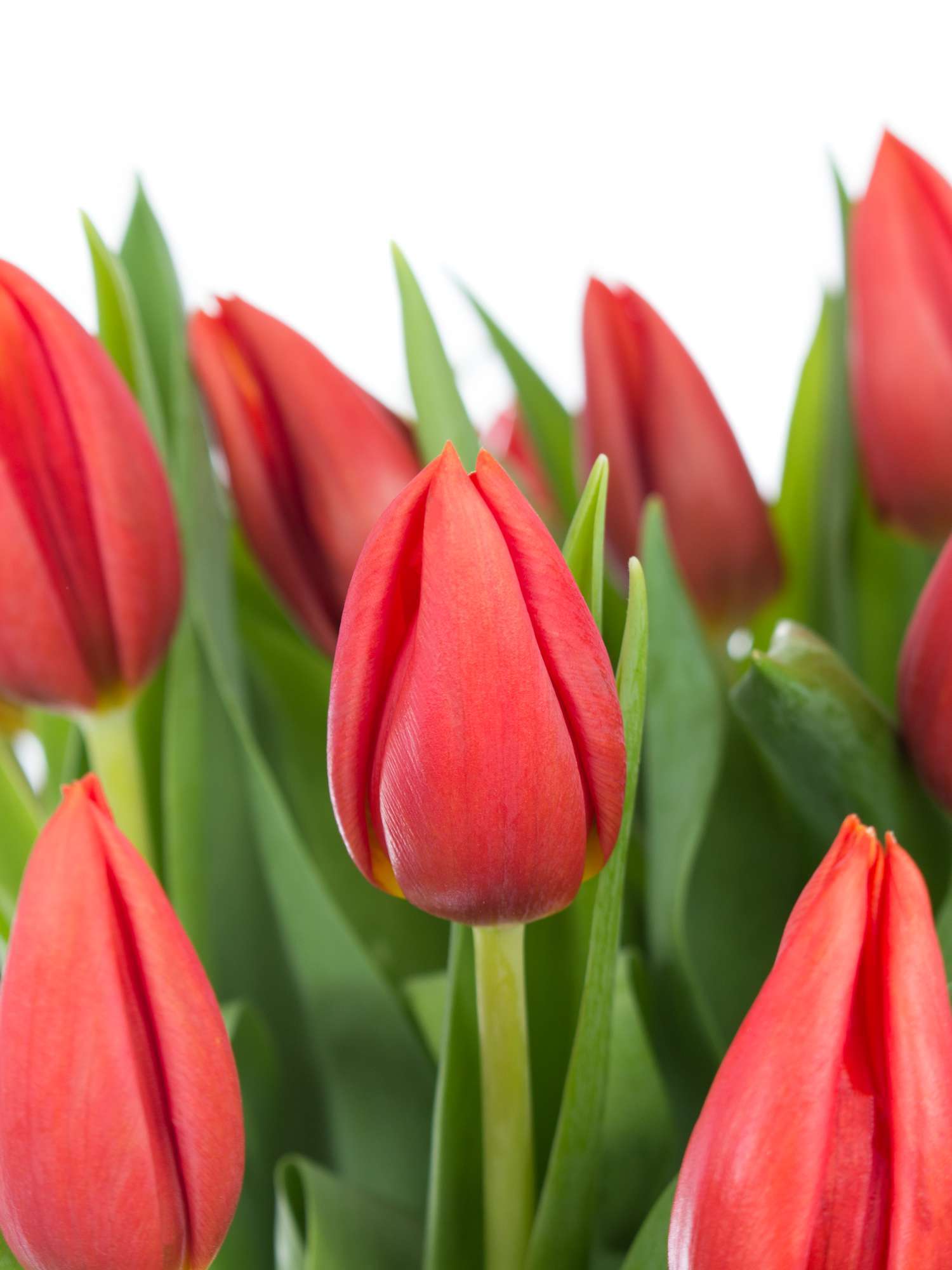 blumigo-tulpen-orange-cassini-orange-schnittblume image 1