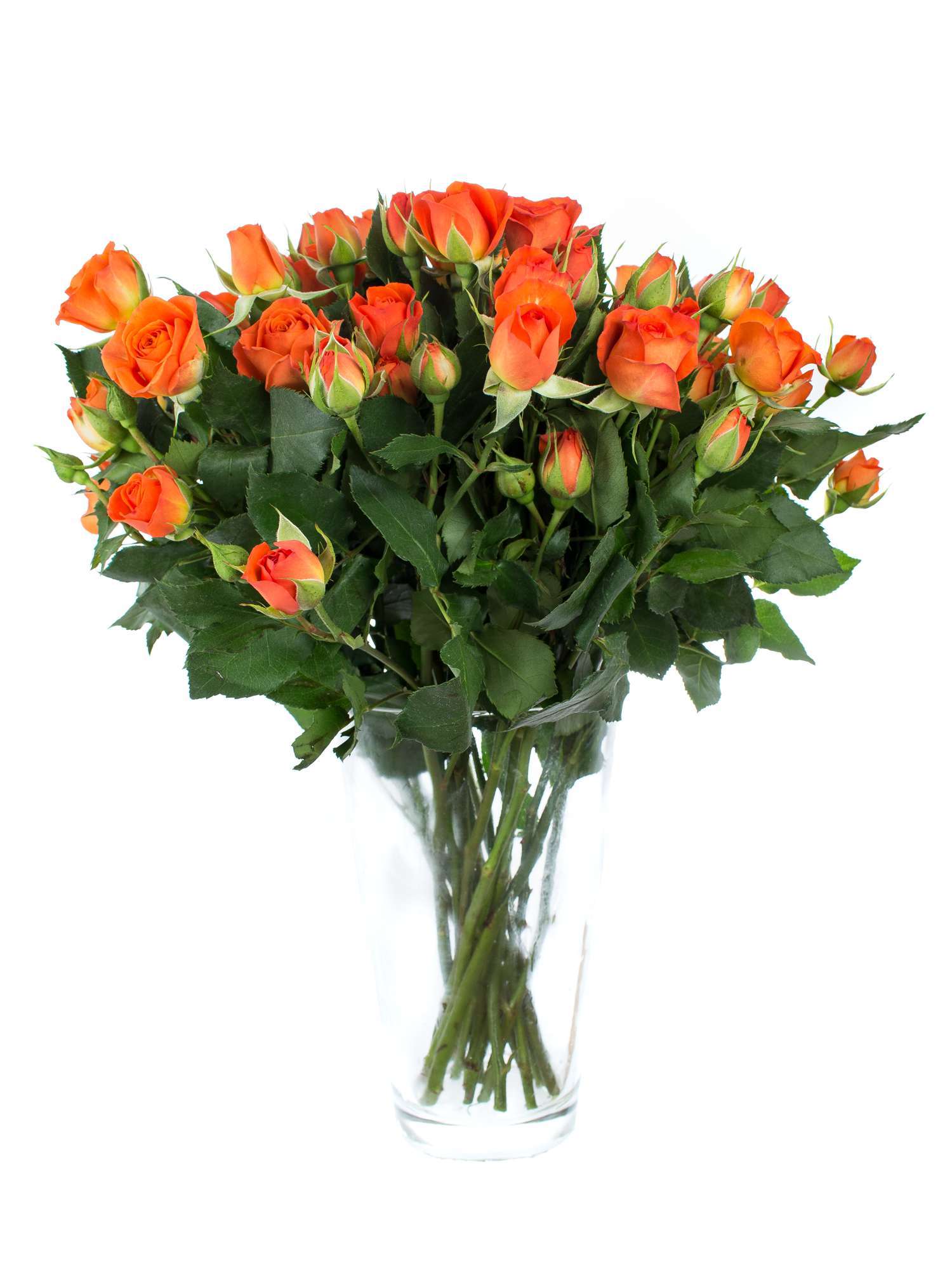 blumigo-babe-sprayrose-orange-verzweigt-einzelstiel image 2