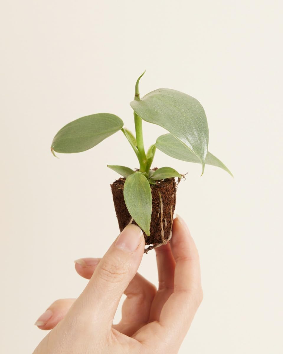 plnts-babyplnts-philodendron-silver-sword-zimmerpflanze-15cm image 2